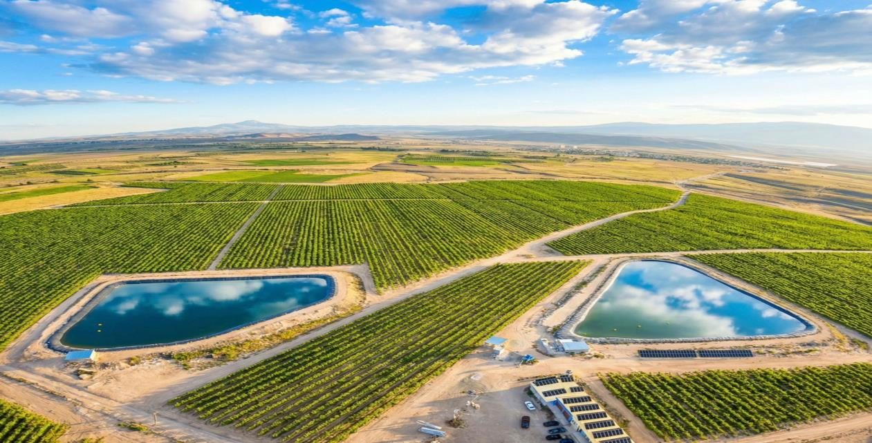 Aerial view of Naughty Orchards' cherry orchards in Armenia